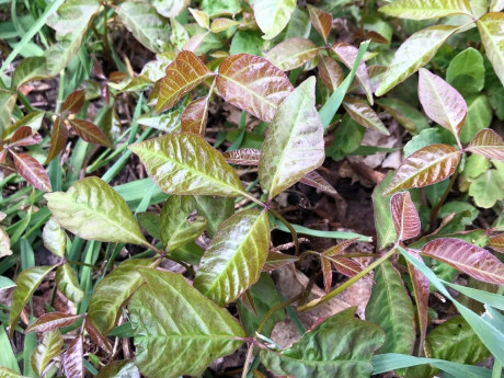 Poison Ivy In Ma Is Emerging Now How To Avoid The Rash Across Ma