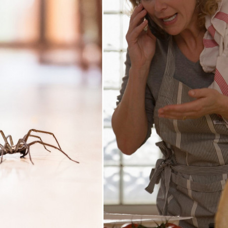 Police Slam Terrified Mum For Calling Cops To Remove Massive Spider From Her Daily
