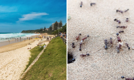 Man Caught Masturbating At Coolum Beach In Queensland Mail