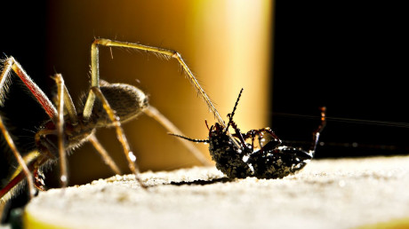 The 11 Most Common And Deadly Spiders In The U Survival